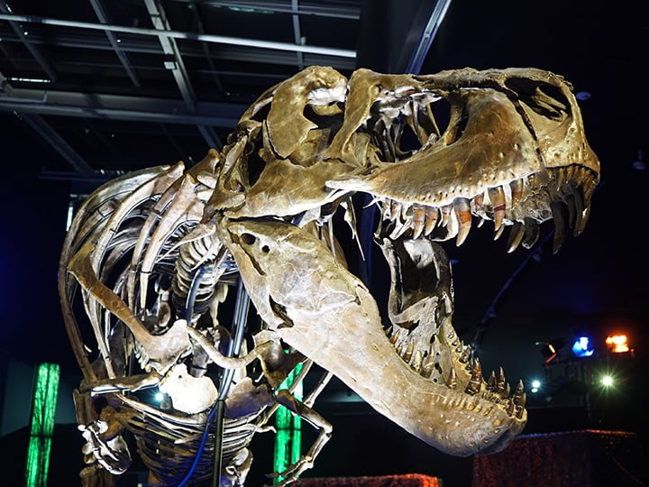 ‘Victoria the T. rex’ Dinosaur Exhibition Opens in Seoul